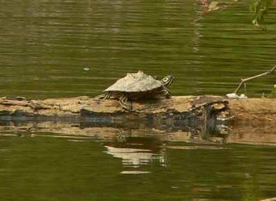 Ringed Map Turtle - Graptemys oculifera