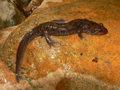 Seal Salamander - Desmognathus monticola