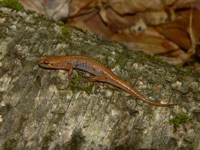 Northern Pygmy Salamander - Desmognathus organi
