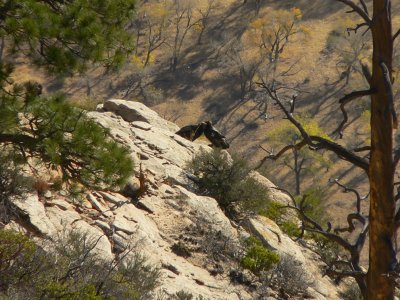 California Condors - Gymnogyps californianus