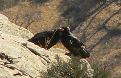 California Condors - Gymnogyps californianus