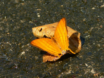 Orange Daggerwing - Marpesia berania fruhstorferi