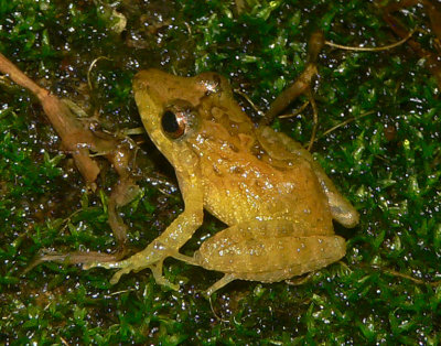 Rain Frog - Craugastor sp.