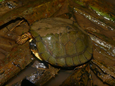 Brown Forest Turtle - Rhinoclemmys annulata