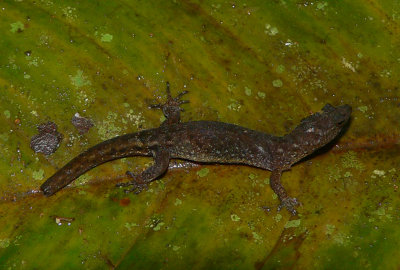 Litter Gecko - Lepidoblepharis xanthostigma