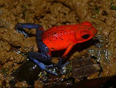 Strawberry Poison Dart Frog - Oophaga pumilio
