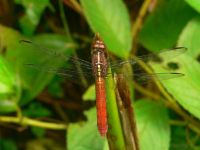 Dragonfly - Orthemis sp.