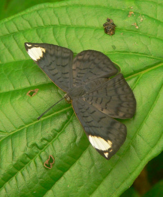 White-spotted Emesis - Emesis aurimna