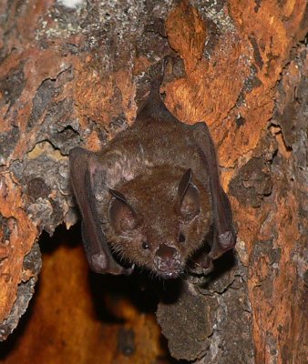 Leaf-nosed Bat - Carollia sp.