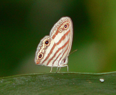 Butterfly - Euptychia sp.