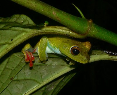 Scarlet-webbed Treefrog - Hypsiboas rufitelus