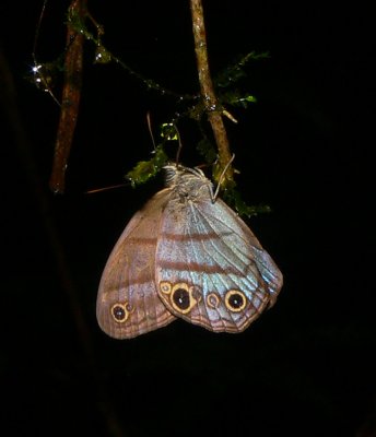 Blue-gray Satyr - Magneuptychia libye