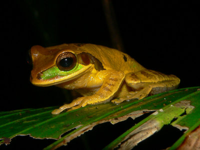 Costa Rican Amphibians