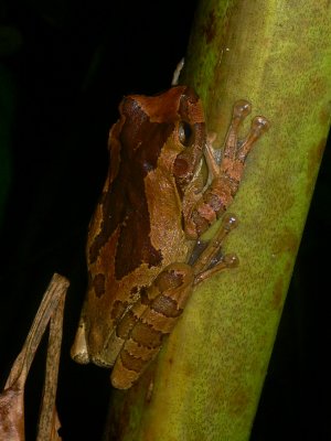 Mexican Treefrog - Smilisca baudinii