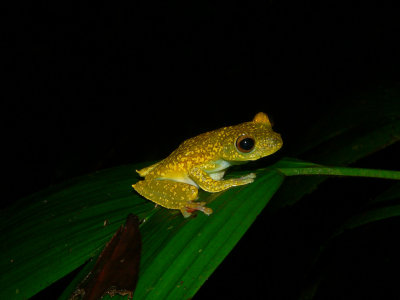 Scarlet-webbed Treefrog - Hypsiboas rufitelus