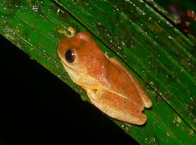 San Carlos Treefrog - Dendropsophus phlebodes