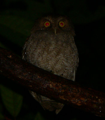 Vermiculated Screech Owl - Megascops vermiculatus