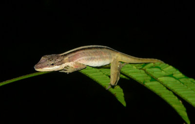 Slender Anole - Norops limifrons
