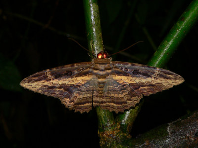 Moth - Letis