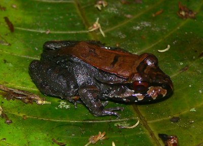 Smoky Jungle Frog - <i>Leptodactylus savagei</i>