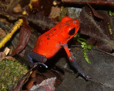 Strawberry Poison Dart Frog - <i>Oophaga pumilio</i>