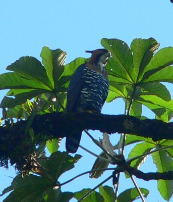 Ornate Hawk Eagle - Spizaetus ornatus
