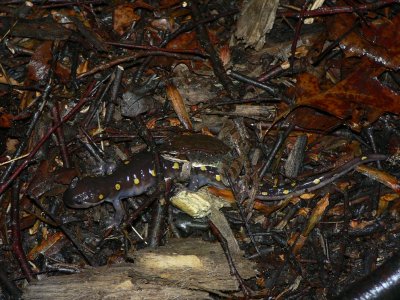 Spotted Salamander with Wood Frog 