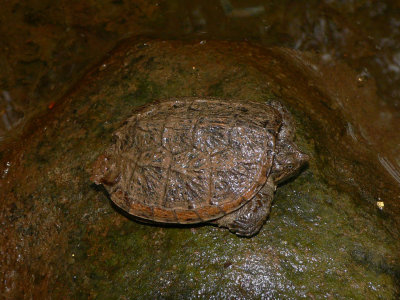 Snapping Turtle - Chelydra serpentina