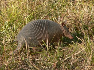Nine-banded Armadillo - Dasypus novemcinctus