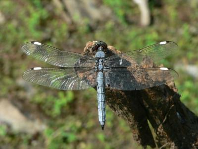 Spangled Skimmer - Libellula cyanea
