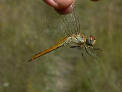Wandering Glider - Pantala flavescens