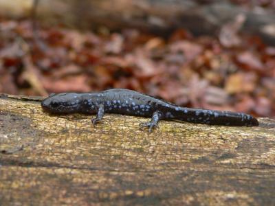 Blue-spotted Salamander - Ambystoma laterale