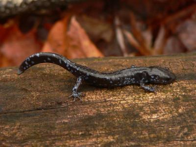 Blue-spotted Salamander - <i>Ambystoma laterale</i>