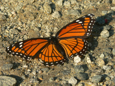 Viceroy - Limenitis archippus