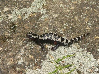 Marbled Salamander - <i>Ambystoma opacum</i>