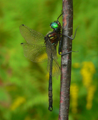 Clamp-tipped Emerald - Somatochlora tenebrosa