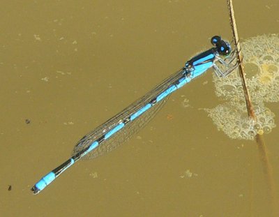 Familiar Bluet - Enallagma civile