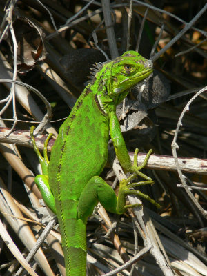 Green Iguana - Iguana iguana