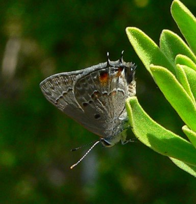 Mallow Scrub-Hairstreak - Strymon istapa