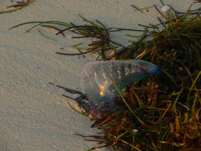 Portuguese Man O' War - Physalia physalis
