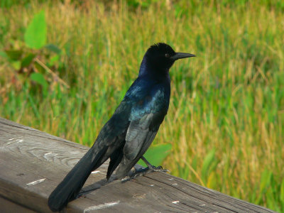 Boat-tailed Grackle - Quiscalus major