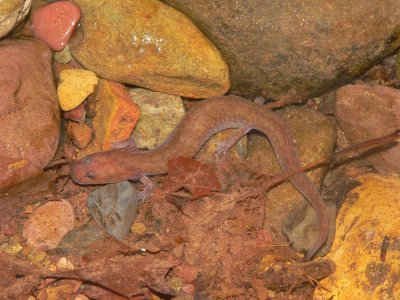 Spring Salamander - Gyrinophilus porphyriticus
