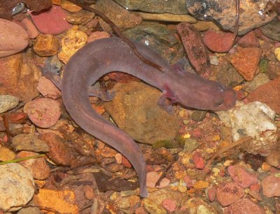 Spring Salamander - Gyrinophilus porphyriticus