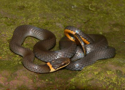 Ringneck Snakes