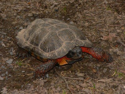 Wood Turtle - Glyptemys insculpta