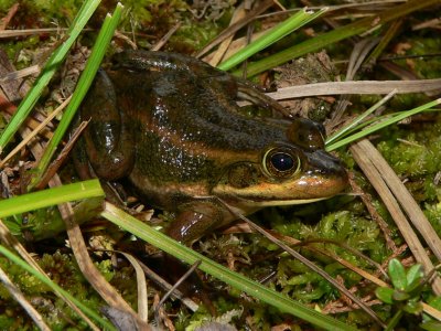 Carpenter Frog - Lithobates virgatipes