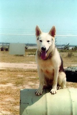 Sentry Dog Whitey-18M3 taken by Craig in the training area at the U-Tapao kennels.  Exact Date Unknown.