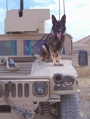 Argo the ground assault dog