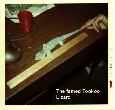 Tookoo Lizard - Udorn 71