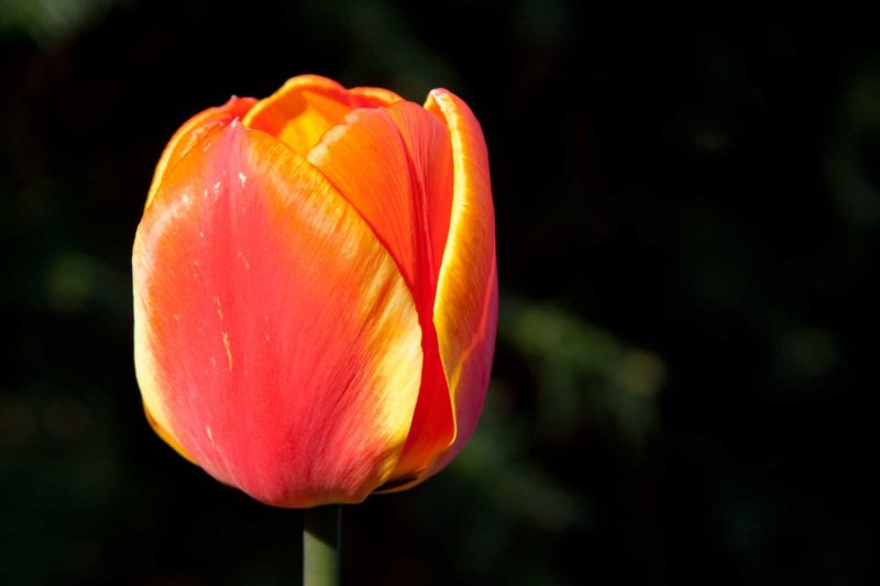 Tulip *.jpg